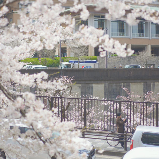 櫻花季赴京都，這條Citywalk路線快存好🌸