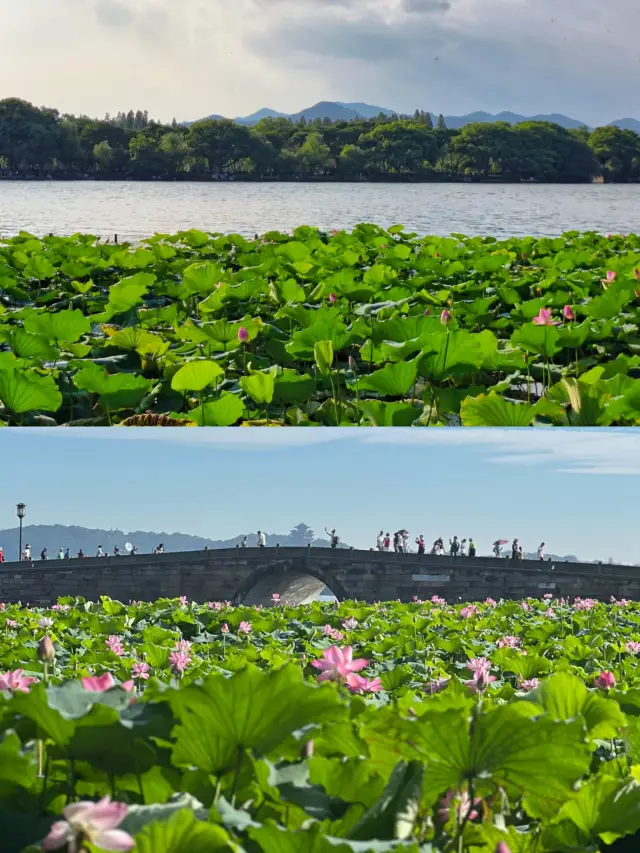 杭州賞荷花攻略，打卡避雷看這篇