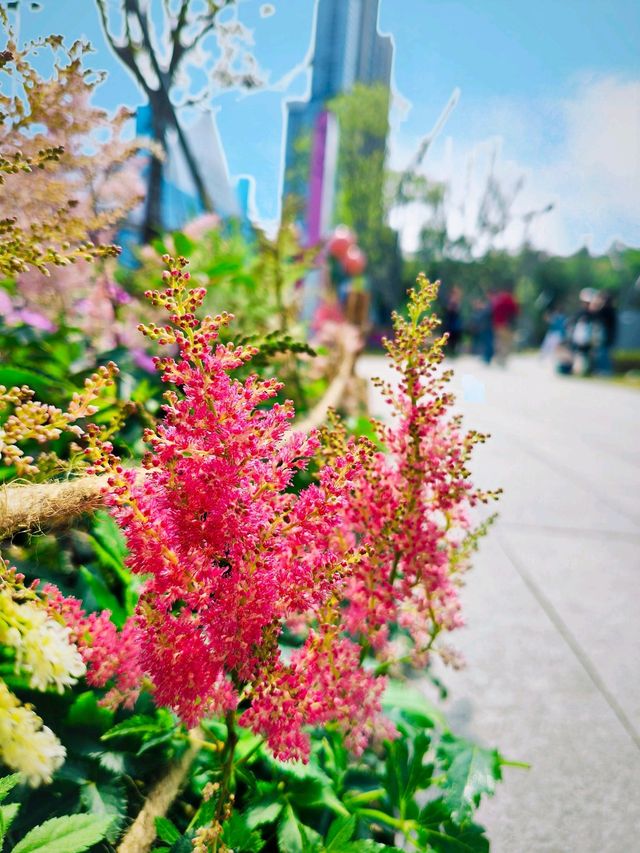 ITS STILL SPRING IN LOTUS PARK 🌷🌻🌺