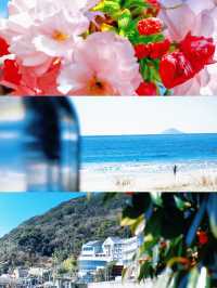【沖繩】渡名喜島村落櫻花攻略：在離島的粉色夢境中漫步✨