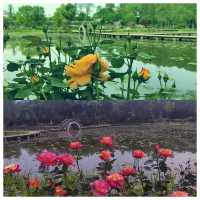 華中地區最具生物多樣性的賞花勝地——武漢植物園