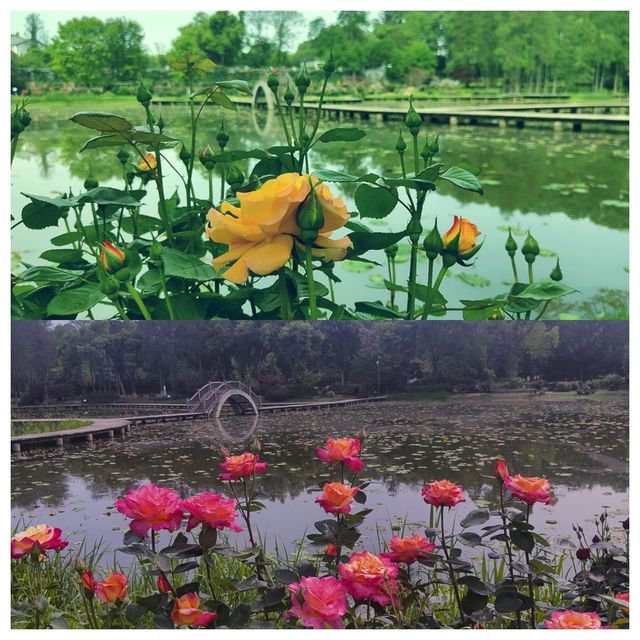 華中地區最具生物多樣性的賞花勝地——武漢植物園
