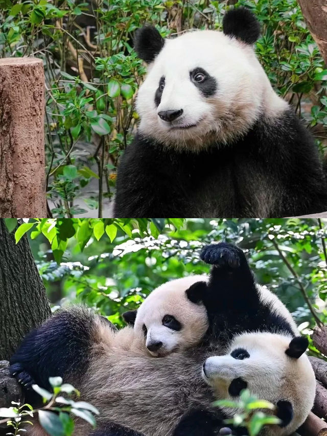 成都已回，講點真心大實話