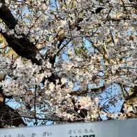 感受生活in🇯🇵｜大阪✈️時隔5年的出國行