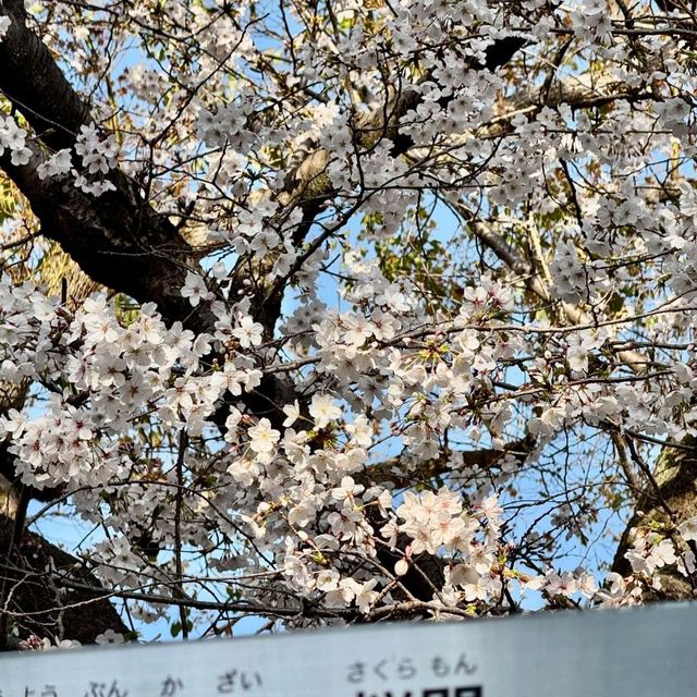 感受生活in🇯🇵｜大阪✈️時隔5年的出國行