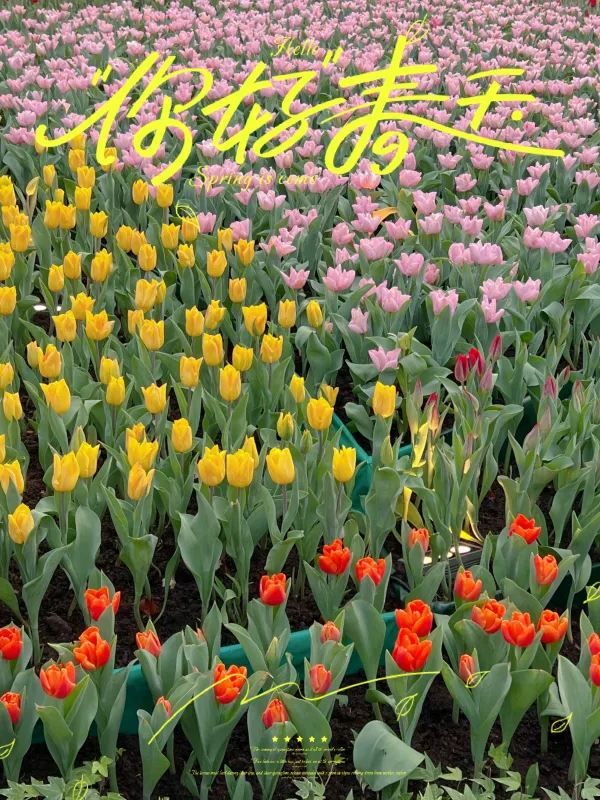 🌺 維多利亞公園花卉展：悠閒賞花的好去處