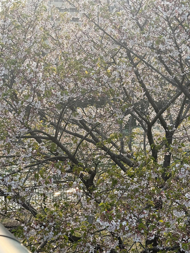 🌸大阪櫻之宮，抓住2025櫻花的浪漫尾巴
