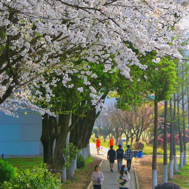🌸武昌理工學院櫻花季，浪漫大爆發🌸