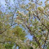 ✨相約一場櫻花的浪漫｜武漢東湖櫻花園🌸