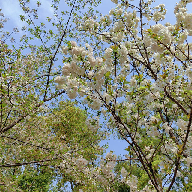 ✨相約一場櫻花的浪漫｜武漢東湖櫻花園🌸