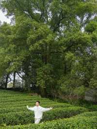 上春山重慶周邊春日採茶寶藏地！超治癒
