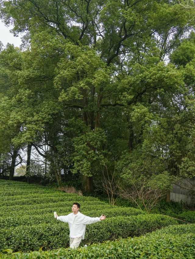 上春山重慶周邊春日採茶寶藏地！超治癒