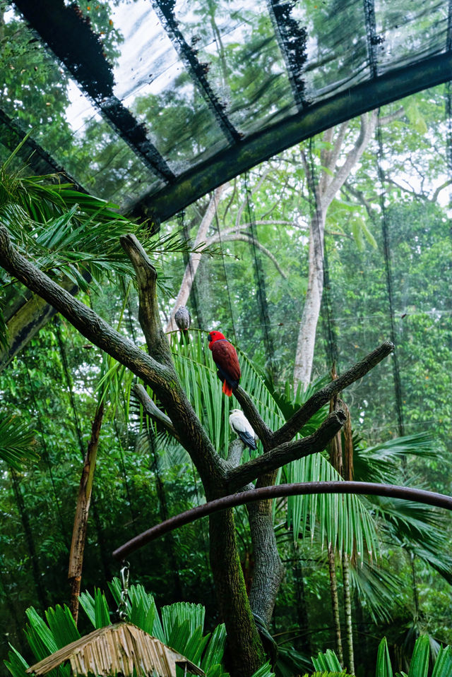 新加坡動物園會懲罰每一個唔做攻略嘅人