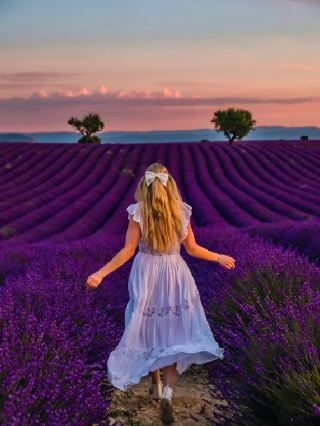 7 Stunning Lavender Fields in the UK 🪻