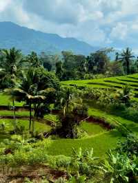 Java Island