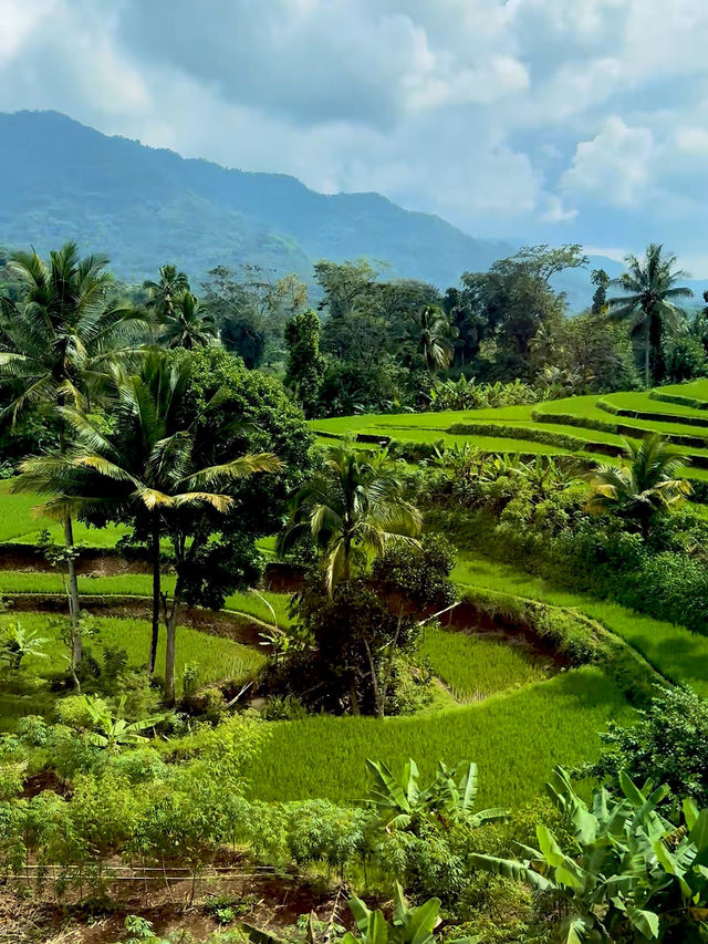 Java Island