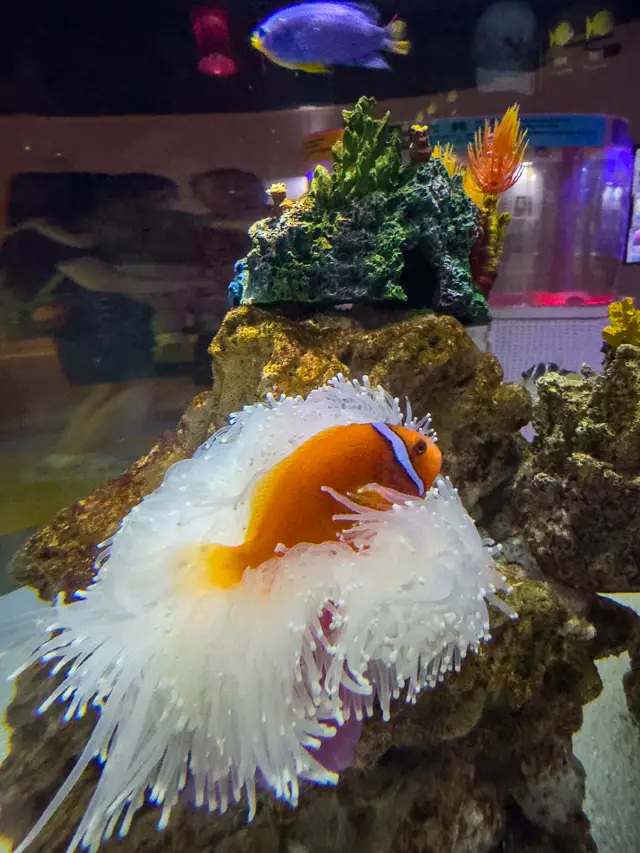 北京海洋館交通攻略，輕鬆展開奇幻海洋之旅