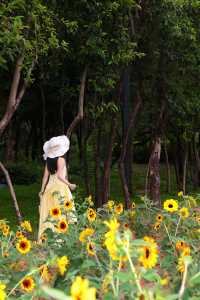 福田中心區向日葵公園 | 邂逅滿分鬆弛感的夏日