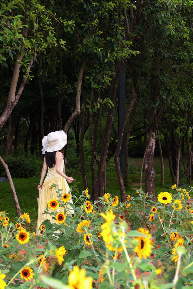 福田中心區向日葵公園 | 邂逅滿分鬆弛感的夏日