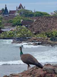 玩轉加勒古堡歷史遺跡打卡、美食住宿全指南