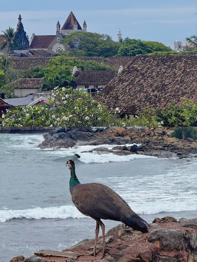 玩轉加勒古堡歷史遺跡打卡、美食住宿全指南