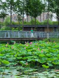無錫賞荷天花板！雲林生態體育公園攻略
