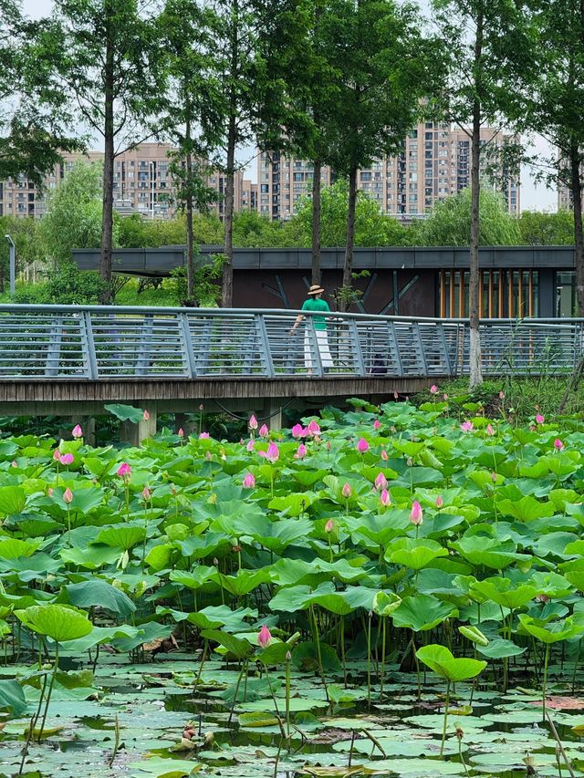 無錫賞荷天花板！雲林生態體育公園攻略