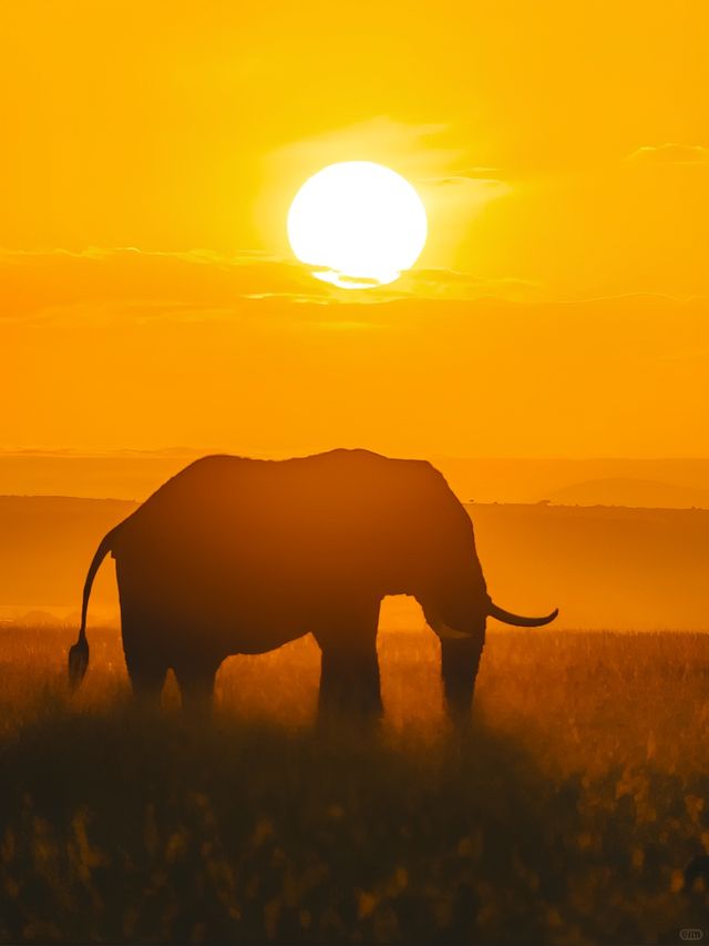 肯尼亞八天七晚Safari旅行流水賬