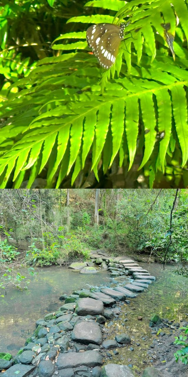 悉尼又多咗條寶藏徒步路線| Flat Rock Creek
