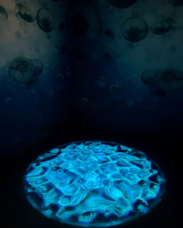 昆明新展！！BBC EARTH展覽超震撼！