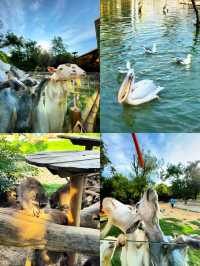 帶小朋友必去嘅小眾動物園