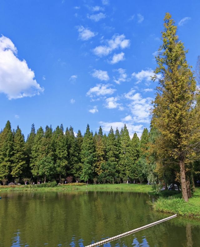 《8月衝!25℃綠野仙蹤!東台黃海森林2天1夜避暑封神攻略》 《8月衝!25℃綠野仙蹤!東台黃海森林2天1夜避暑封神攻略》