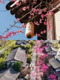 江西葛仙村｜比黃山更仙的避世秘境