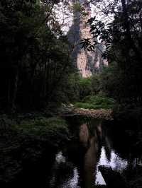 Epic Jungle Adventure: Golden Whip Valley Walk in Zhangjiajie 🌲🐒