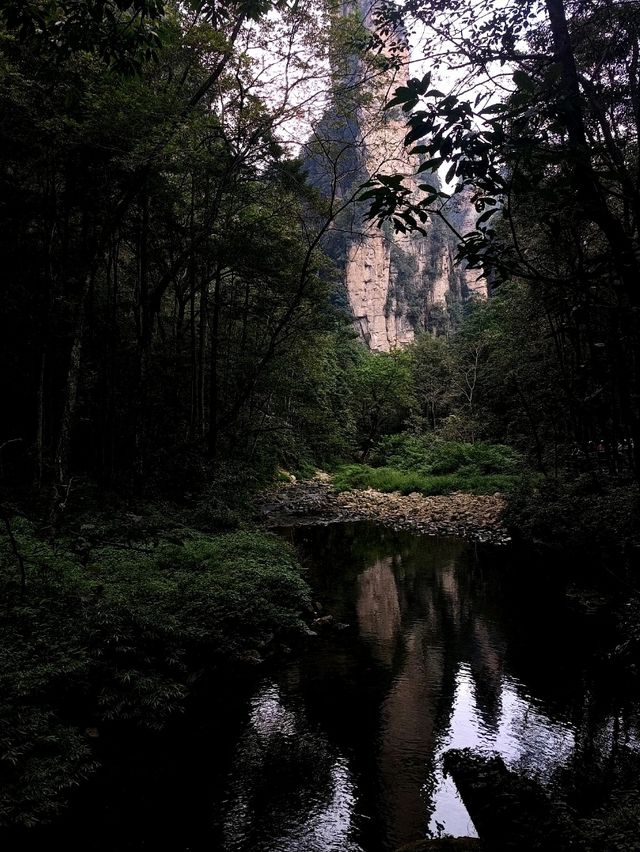 Epic Jungle Adventure: Golden Whip Valley Walk in Zhangjiajie 🌲🐒