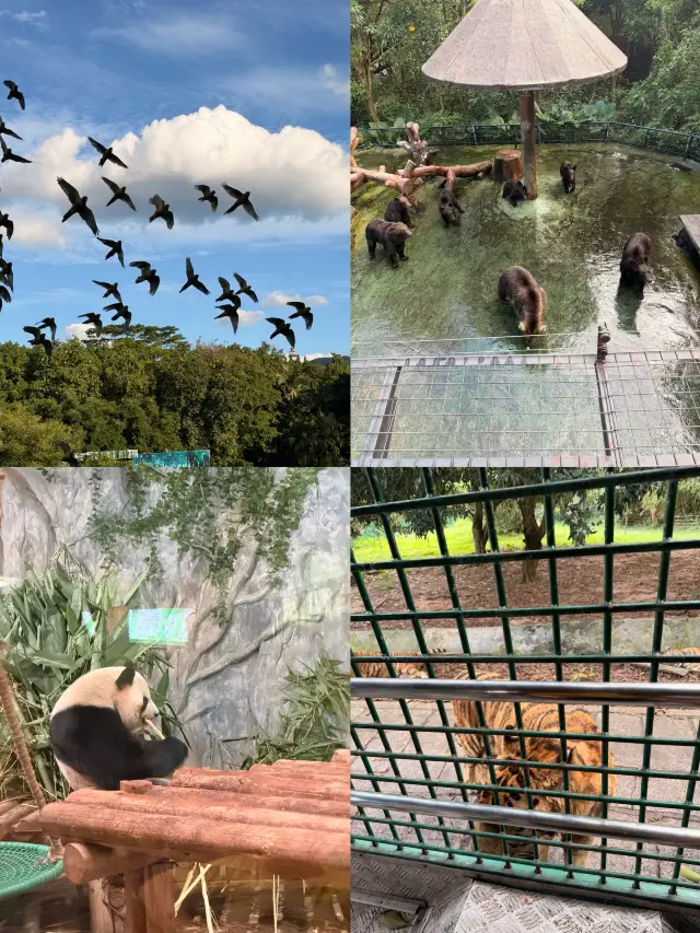 Xili Zoo Super Detailed Guide