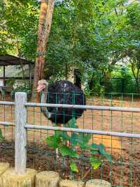 濟南動物園新晉頂流！2個月的小象寶寶必看，治癒一切不開心！
