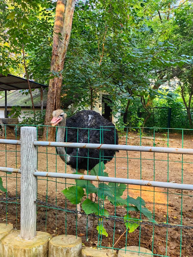 濟南動物園新晉頂流！2個月的小象寶寶必看，治癒一切不開心！