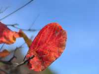 登山，在八大處公園賞紅葉