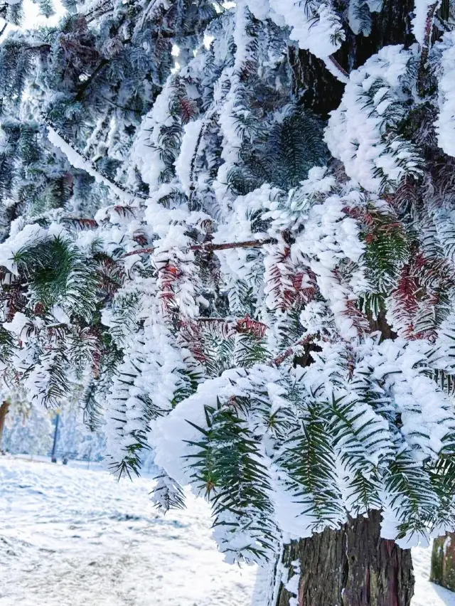 重慶下雪了！衝！仙女山2日遊保姆級攻略！