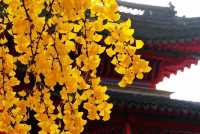 藏在鬧市的百年古寺，毗盧寺的寧靜與厚重，遠比想像中更動人