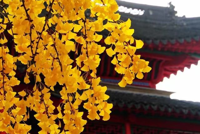 藏在鬧市的百年古寺，毗盧寺的寧靜與厚重，遠比想像中更動人