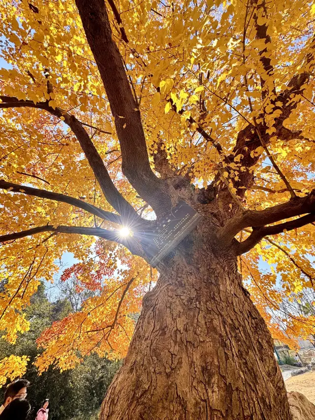 It's a pity you didn't come to Wuhan, or you wouldn't know how beautiful the East Lake Greenway is in autumn!