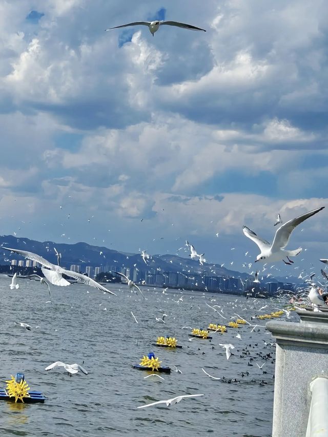 昆明冬天的浪漫 海鷗佔一半