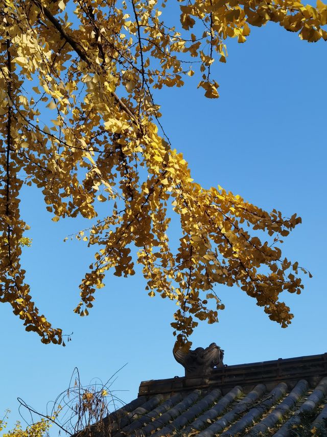 誰懂啊！秋天的都江堰藏著 “金色徒步道”