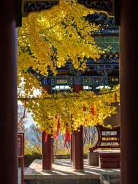 五老峰·秋|運城「雲端金脊」上線!