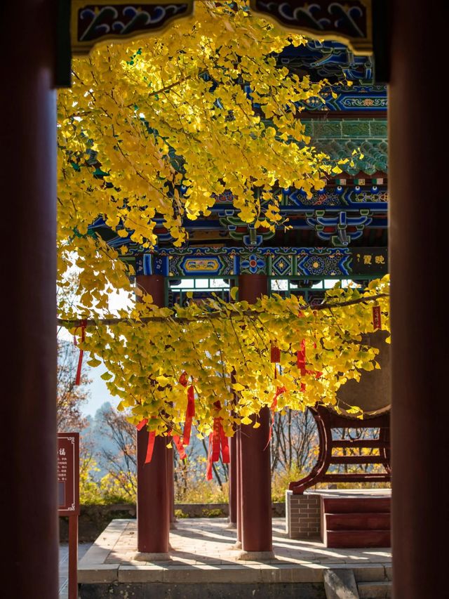 五老峰·秋|運城「雲端金脊」上線! 五老峰·秋|運城「雲端金脊」上線!