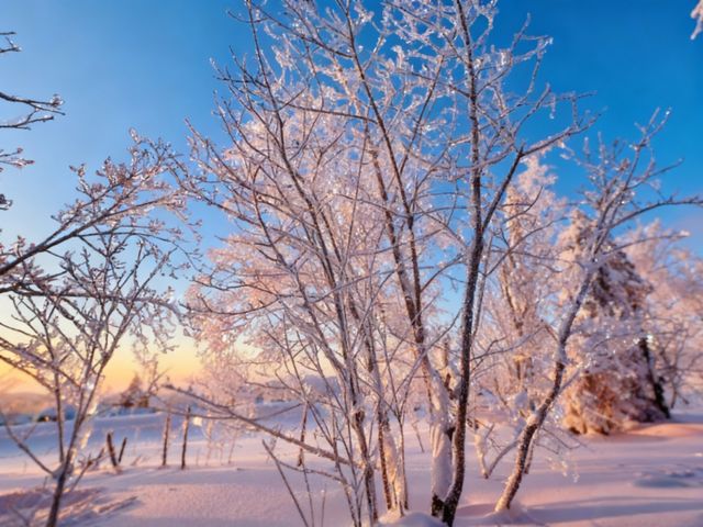 冬日霧淞奇遇記