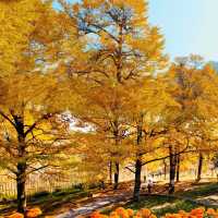 中國醉美銀杏村落·桐子坳