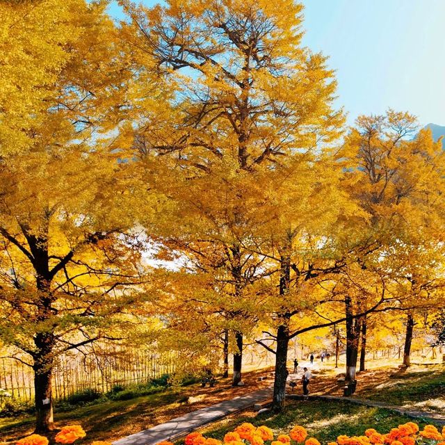 中國醉美銀杏村落·桐子坳